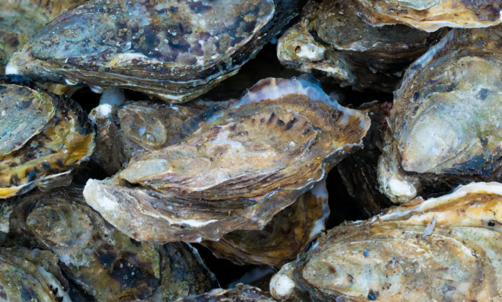 Statiegeld op oesterschelpen
