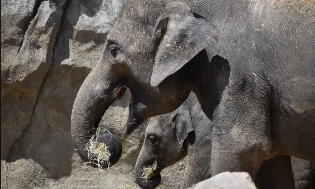 Vel-over-been olifanten, duur diervoeder betekent ook duurder menseneten