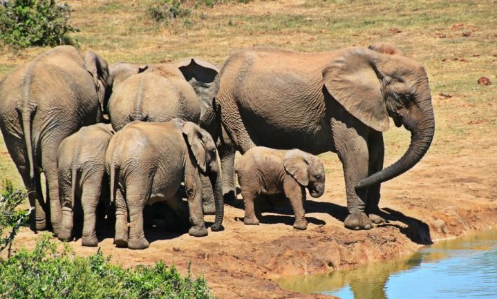 Stropers veroorzaken vrouwelijke olifanten zonder slagtanden