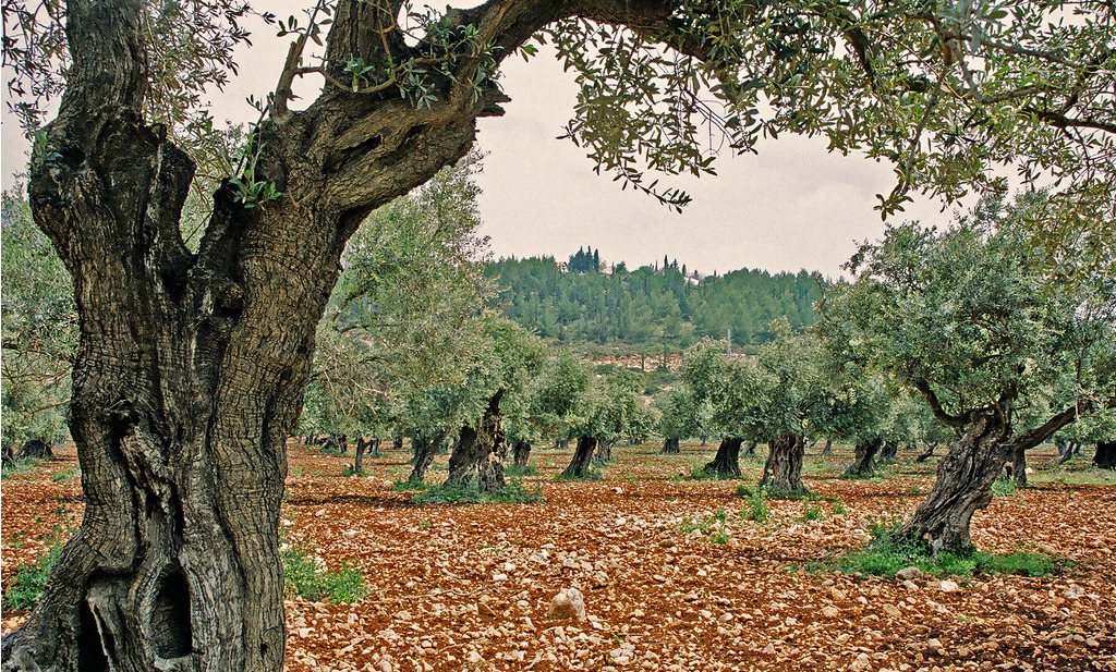 EFSA: voorzichtig met vernietiging 11 miljoen olijfbomen