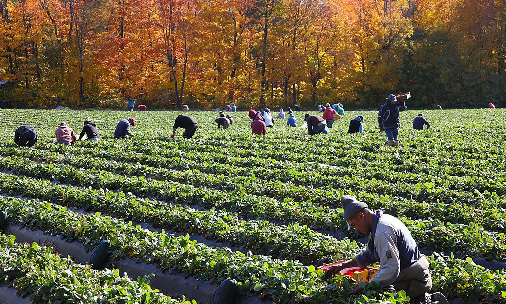 Ook in Canada zitten boeren zonder handen voor de oogst, in de VS zijn Mexicanen opeens ‘essentieel’