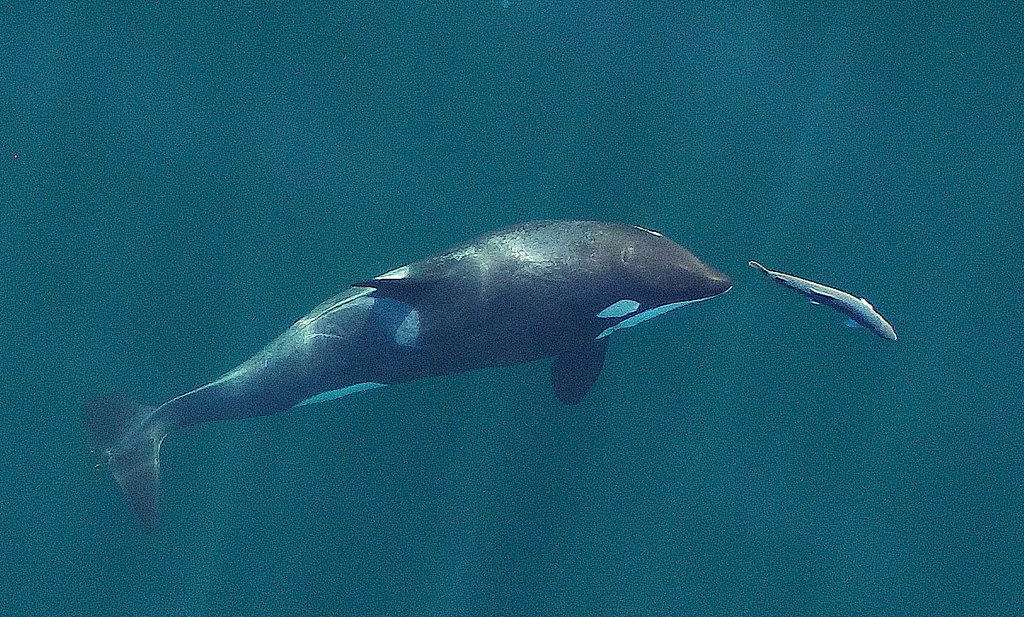 Orca’s eten grote zalmen voor onze neus weg