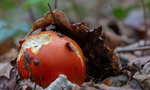Klimaatgevoelig: veel minder paddenstoelen in de Franse bossen