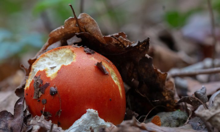 Klimaatgevoelig: veel minder paddenstoelen in de Franse bossen