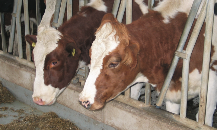 PBL en WUR publiceren achterhaald rapport melkveehouderij