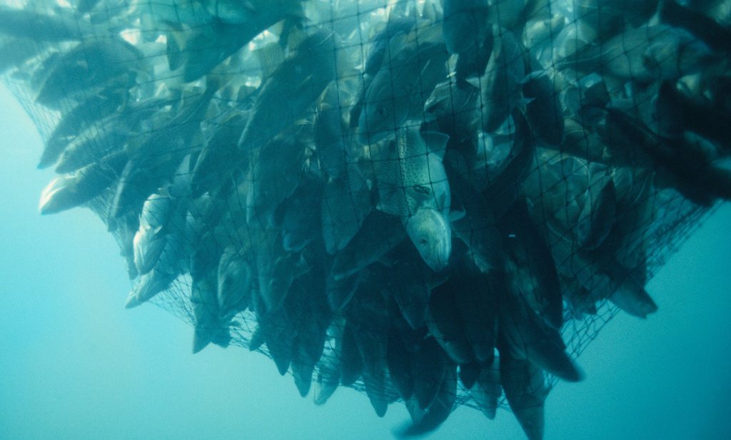 ‘20% van de vis is illegaal gevangen’, big data gaat het tegen