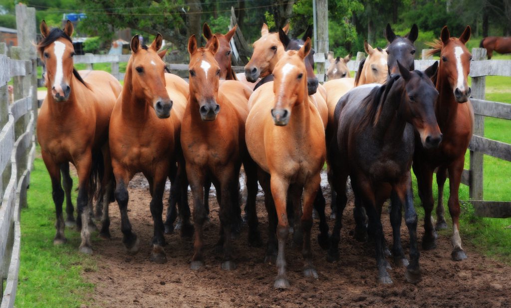 Belgische rechter verbiedt campagne tegen import Zuid-Amerikaans paardenvlees