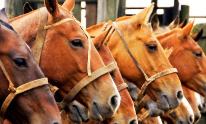 “Paardenpaspoort zet aan tot crimineel gedrag”