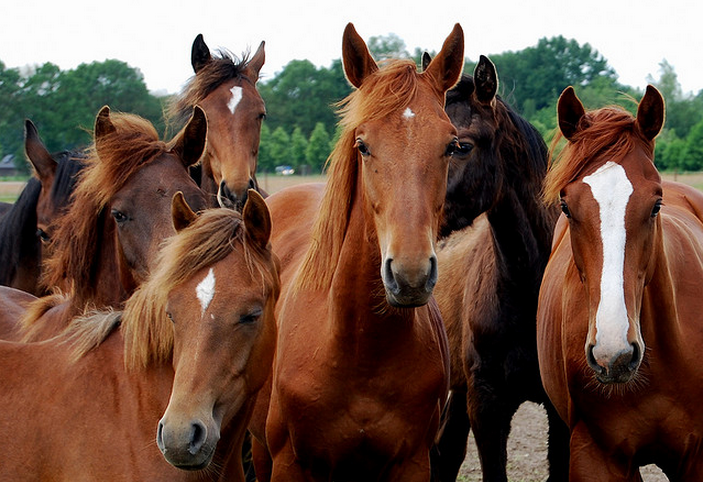 Is paardenvlees voedselveilig?