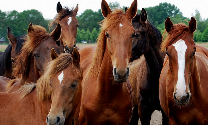 Nederland slacht 4 paarden per dag