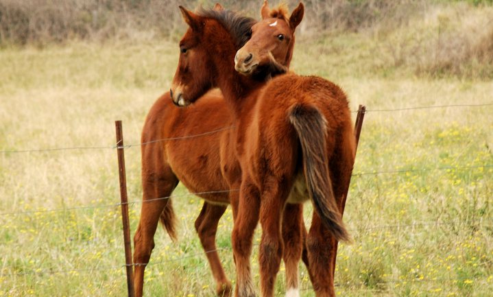 Aanscherping registratie paarden in EU moet fraude voorkomen