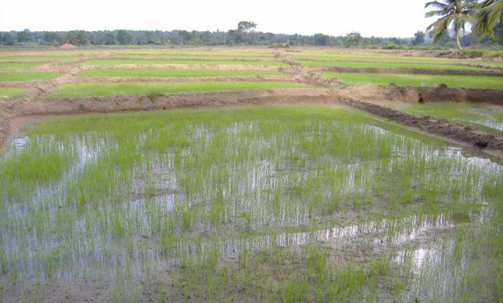 Minister smeekt Sri Lankezen rijst te planten