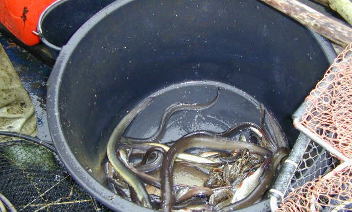 ‘Vis uit Belgische rivieren en kanalen te vuil om te eten’