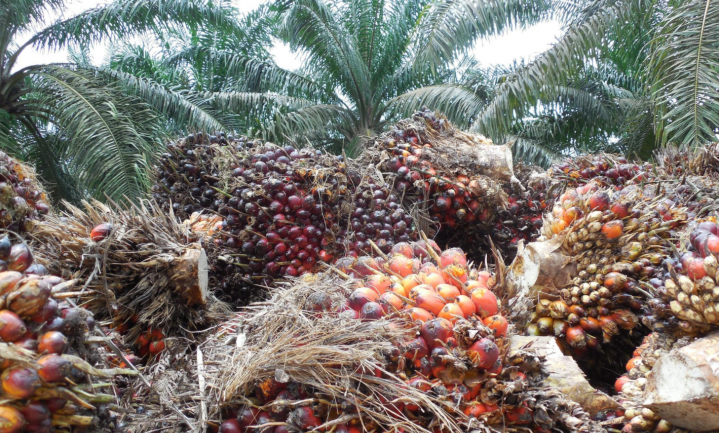Palmolievrij uit roestvrijstalen vaten