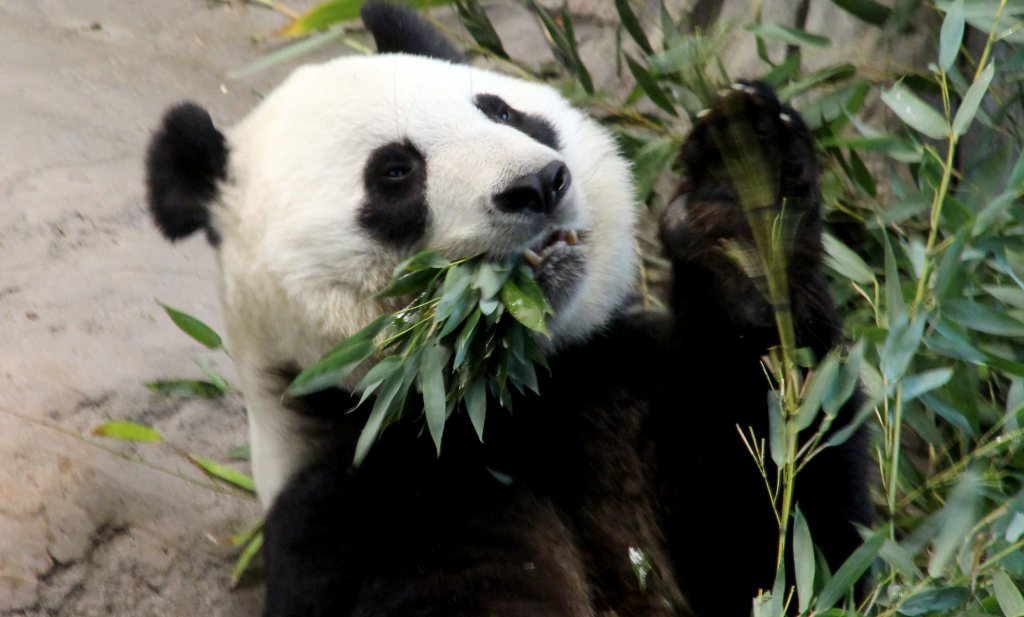 Dik worden op bamboe? Panda’s kunnen het