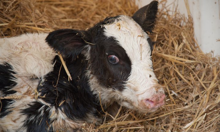 Britse melkveehouders geven toe dat ze stiertjes zo snel mogelijk doden