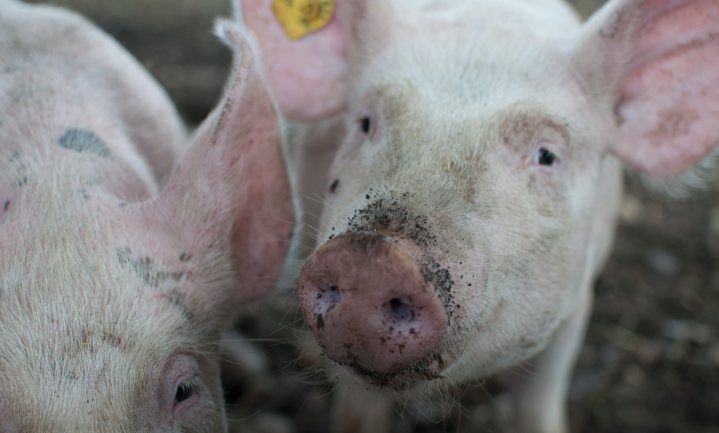 China zet vol in op varkensflats