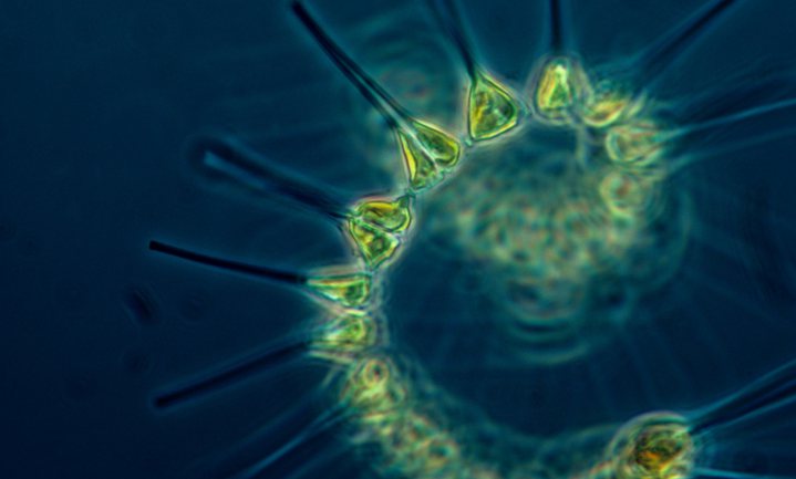 ‘Er komt niet minder, maar meer fytoplankton’