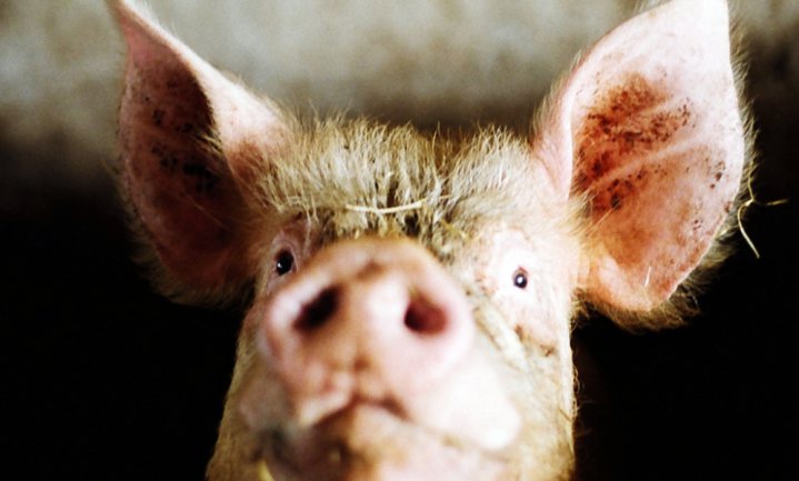 Chinezen boos over pretpark dat varken laat bungee jumpen