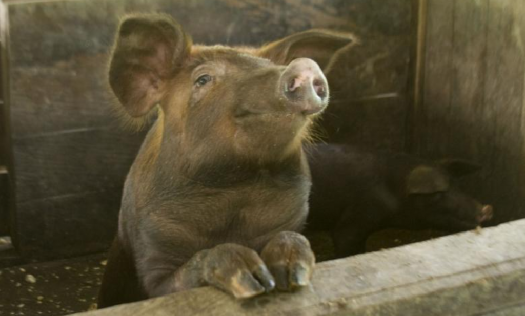Brit met varkensgriep is ‘volledig hersteld’