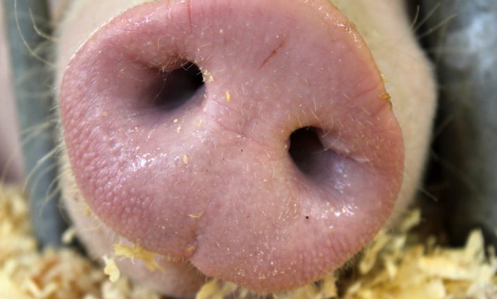 Amerikaanse Landbouwminister vindt veroordeling varkensbedrijf voor stankoverlast ‘verwerpelijk’