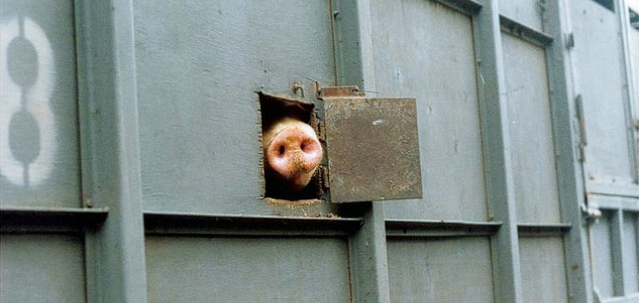 Provincie Brabant duikt onder de CBL-ster voor varkens