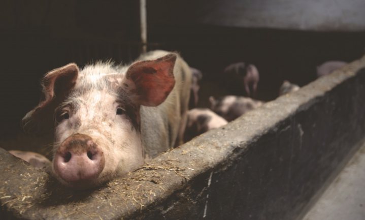 Duitse boeren blij met dumpprijzen voor varkensvlees bij Aldi en Lidl