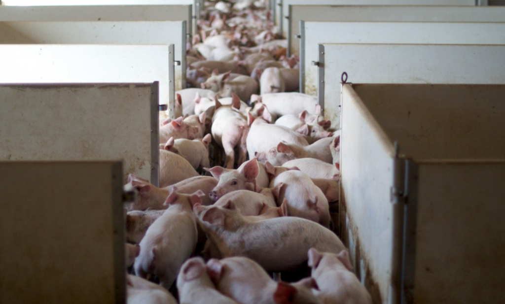 Groot-Brittannië ruimt varkens wegens arbeidstekort