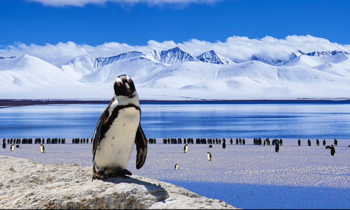 Het vogelgriepvaccin is er, maar hoe verspreid je dat op Antarctica?