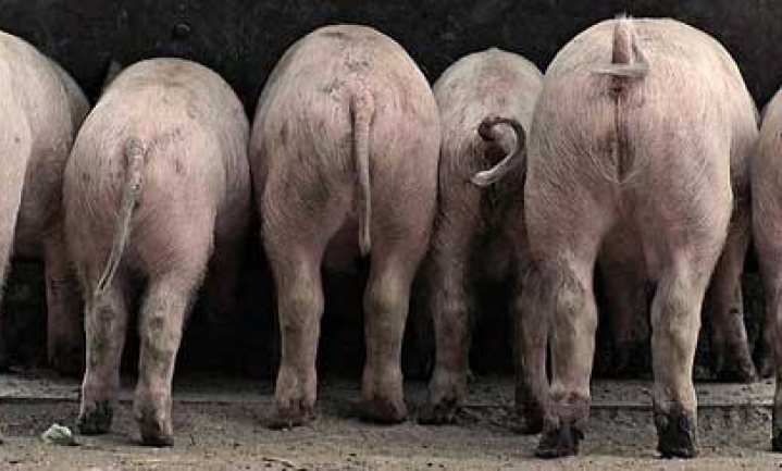 ‘Nieuw verdienmodel varkenshouders niet nodig’