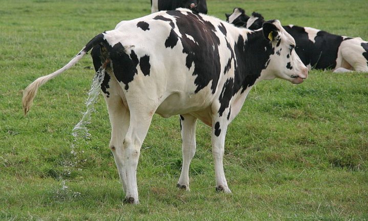 Wat doe je met die dagelijkse 15 miljoen liter koeienpis?