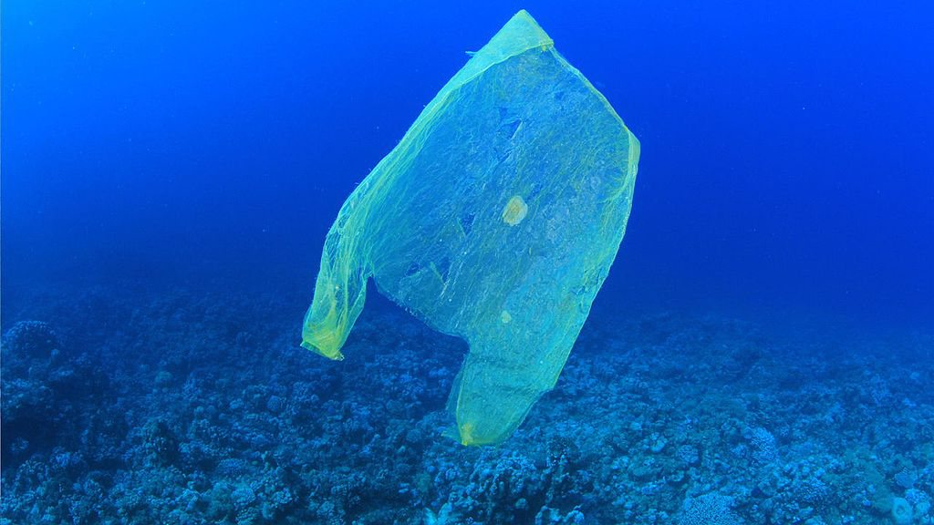 ‘Zeedieren verwerken plastic afval’