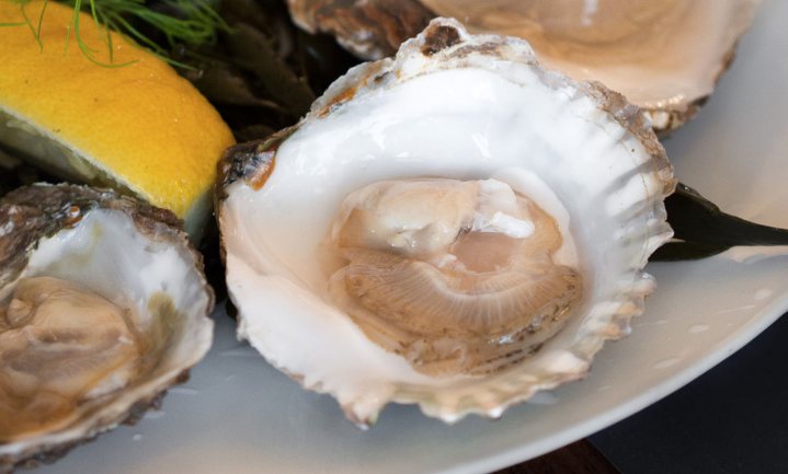 Mogelijke comeback voor platte oester in Noordzee