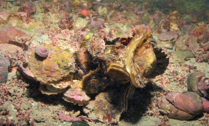 Doorbraak: oesterbroed overleeft broedval dankzij kennisdeling en samenwerking