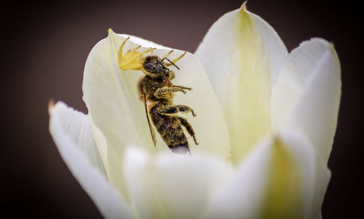 Bijensterfte, de supermarkten zijn aan zet