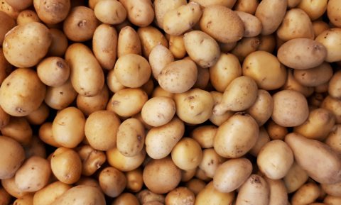 Aardappelen groeien sneller en beter met LED, maar het is wel duur