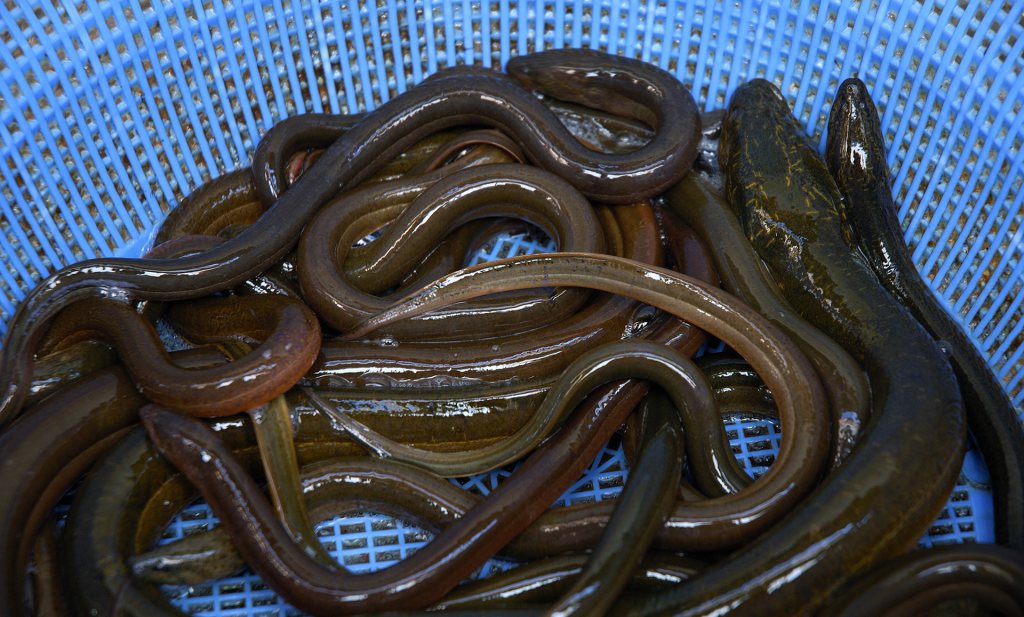 Biologen willen volledige stop palingvisserij