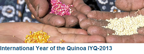 2013: het internationale jaar van de Quinoa