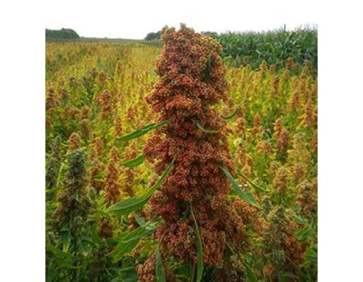 De Britse quinoa heeft Wageningse wortels