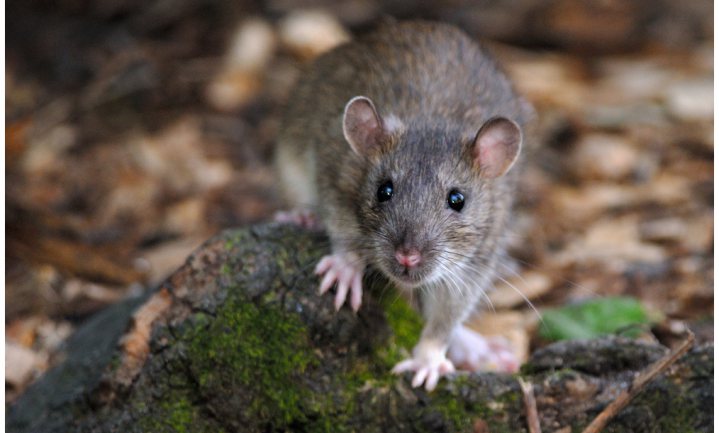 Meer ratten dan mensen in Parijs, maar over evenwicht wordt gesteggeld