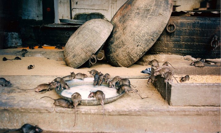 ‘Ratten gaan zich te buiten aan geconfisqueerde alcohol’