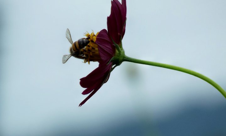 Negen wetenschappers vinden ‘bijengif’ en fipronil niet nodig