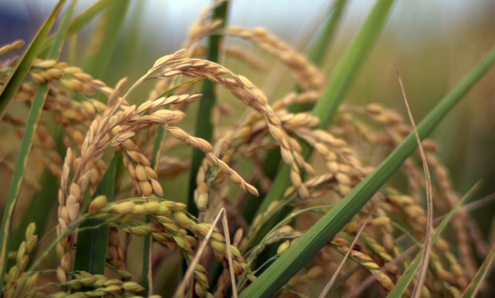 Rijstrevolutie dankzij zelfklonende korrels