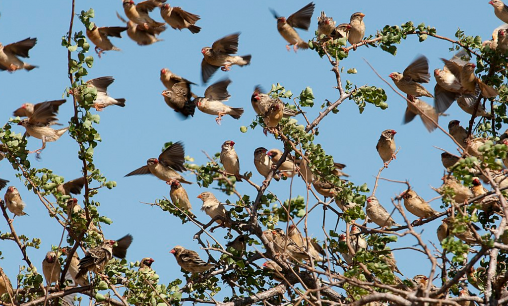 Kenia verklaart vogels de oorlog, met de gifspuit