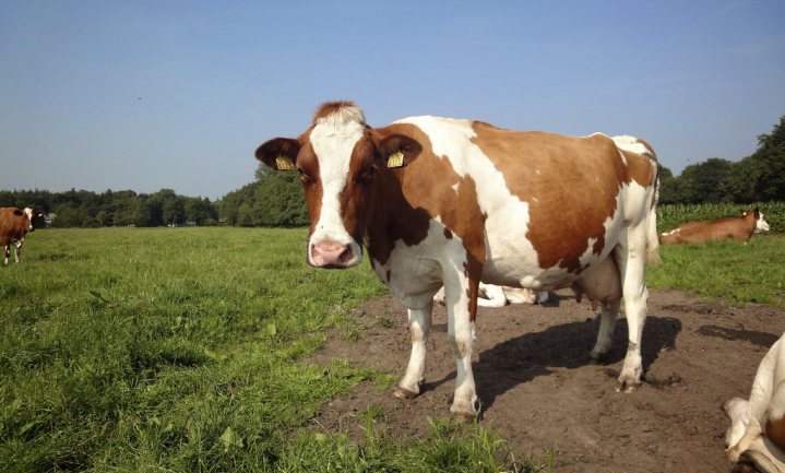 Eén op de honderd melkkoeien in Nederlands slachthuis blijkt drachtig