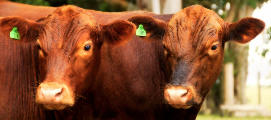 Waarom levert Europees rundvlees niets op?