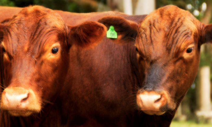 Waarom levert Europees rundvlees niets op?