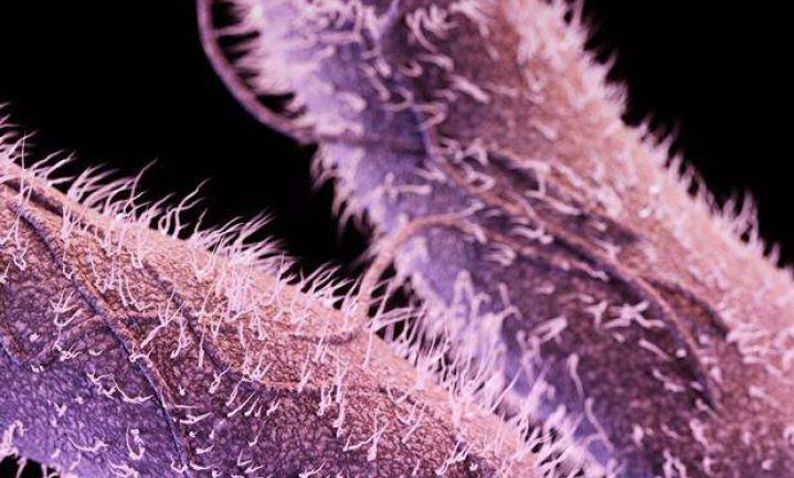 Salmonellabacterie ‘misbruikt’ beschermingsmechanisme om darm te infecteren