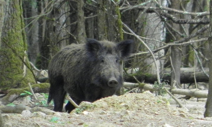 Benelux, Duitsland en Frankrijk houden samen varkenspest op afstand