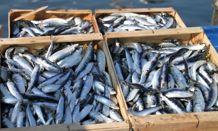 Krimpende sardines in Middellandse Zee moeten te hard werken voor hun eten